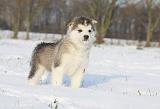 ALASKAN MALAMUTE 279